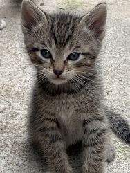 Kitten in NEED FOR NEW HOME!!