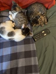 Tabby mixed kittens