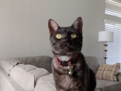 Black Tabby Cat Female - Layla