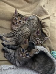 Beautiful and Sweet Kittens