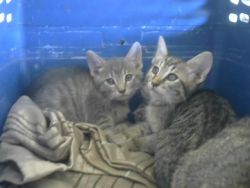Tabby kittens (2)