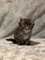 5 TABBY KITTENS LOOKING FOR A LOVING HOME!
