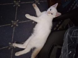 Beautiful Tabby Kitten For Sale