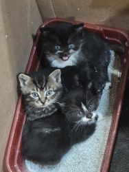 Kittens free to loving safe homes