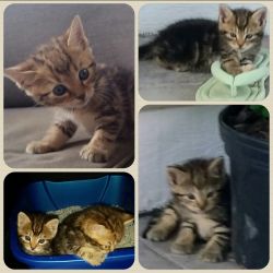 Free Tabby Kittens
