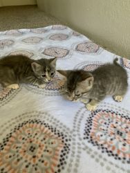 Grey tabby kittens for sale! 6 weeks old!