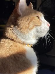 Orange Female Cat