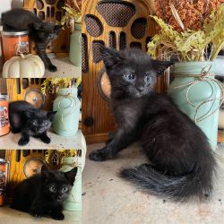 Black Kitty kittens cat kitty needs home