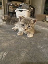 Tabby kittens 7weeks