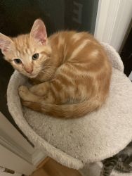 3 kittens looking for a new home(s)