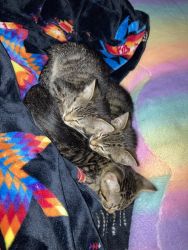 2 males 1 female kitties
