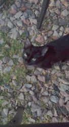 Mixed breed Smokey Black Tabby Kitten