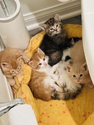 Rehoming Kittens