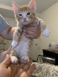 Kittens in need of a Forever Home