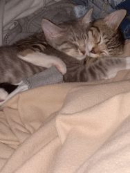 Rehoming femal bonded kittens