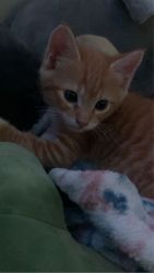 hi I have baby boy kitten up for sale!!