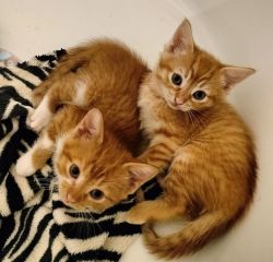 3 Red Tabby Kittens