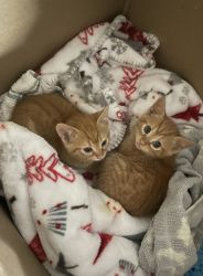 Two kittens