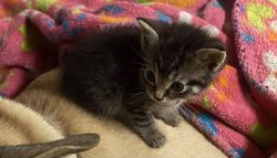 Two male tabby kittens for free to good home