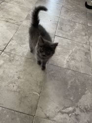 2 boy kittens available
