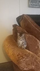 Sweet tabby 8.5 week kitten