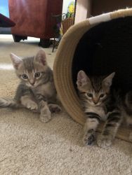 Kittens looking for a new home