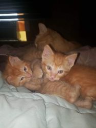 Three tabby male kittens ready for forever home!