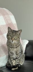 Need to re-home my 10 year old cat.