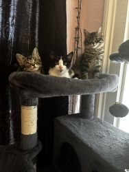 3 absolutely adorable tabby mixed kittens