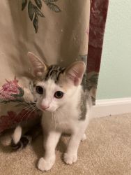 Kittens for adoption