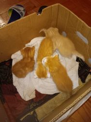 4 beautiful kittens