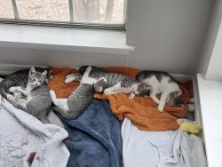 Free 9 week old kittens, all male,Tabby-mixed, san Antonio TX