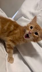 Orange Kitten needs new home