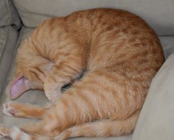 Ginger Tabby Kitten, 7-month-old, male
