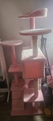 Free cat with cat tower and litterbox!