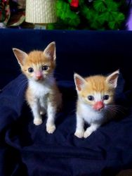 Male and female Orange Tabby Kittens available for rehoming.