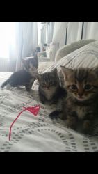 Beautiful Tibetan Kittens Ready