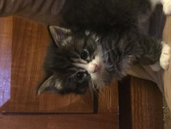 Adorable kittens need loving home