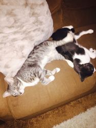 2 brothers in need of home
