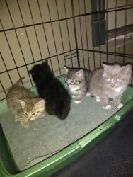 7 week kittens