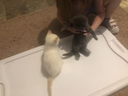 Super Friendly Kittens