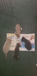 Rehoming 4 Striped Tabby Kittens