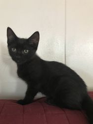 2, 3 1/2 month old female black kittens