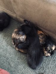 2, 3-1/2 month old female black kittens