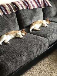 Two Loving Cats Need New Home!