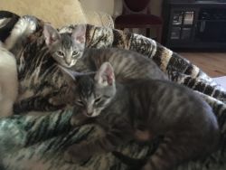 Two grey tabby kittens