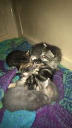 Kittens need a home!