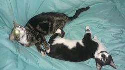 2 male kittens need loving home.