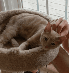 TABBY Kitten Needing A New Home