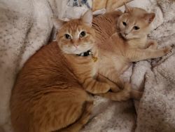 2 Male Tabby Cats Need a Loving Home ASAP!